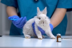 Nurse giving injection to helpless rabbit, vaccine research, animal test closeup.