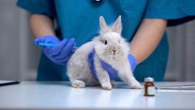 Nurse giving injection to helpless rabbit, vaccine research, animal test closeup.