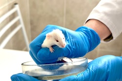 A researcher is holding a mouse over a petri dish in a lab.