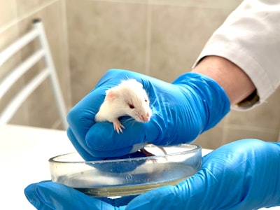 A researcher is holding a mouse over a petri dish in a lab.