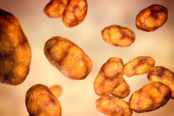 Haemophilus influenzae bacteria, 3D illustration.