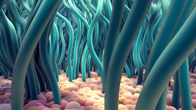 This is an illustration of hair-like structures in the lungs called cilia.