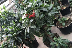 plant Ardisia crenata
