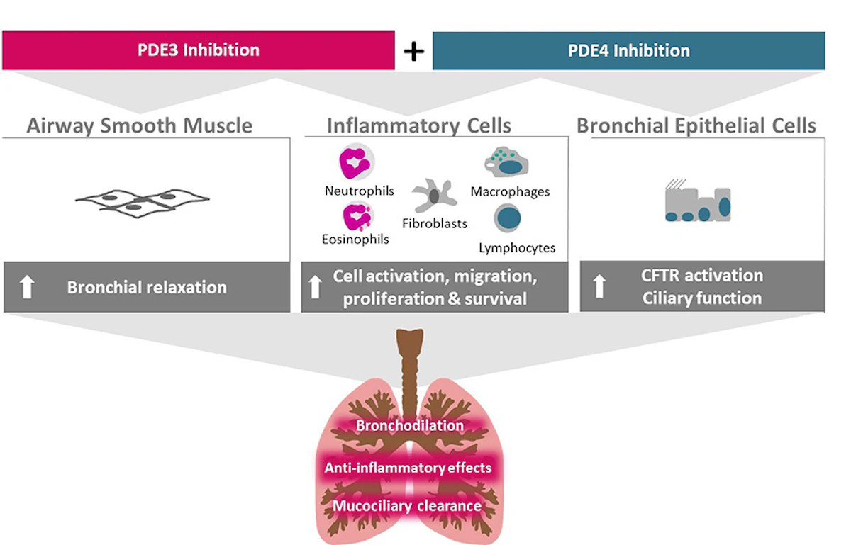 FDA approves ensifentrine for COPD maintenance treatment | Pulmonary