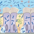 This is an illustration of mucus and cilia in the lungs.