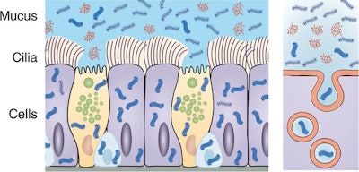 This is an illustration of mucus and cilia in the lungs.