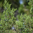 This is a photo of a Ashe juniper tree.