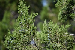 This is a photo of a Ashe juniper tree.