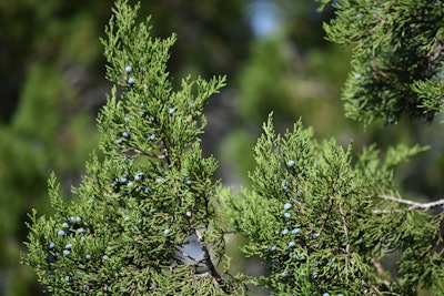 This is a photo of a Ashe juniper tree.