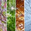 This photo collage shows the four seasons.