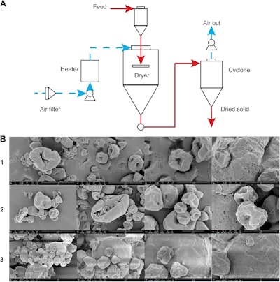 A. Schematic of the spray drying process used to dry Lactobacillus strains into small, flowable powder particles. B. Scanning electron microscope (SEM) images of three formulations of powder particles after drying. Images at 25,000, 50,000, and 100,000x magnification (left to right) were taken from one sample each.