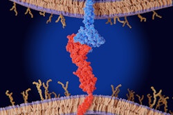 The interaction between PD-L1 (red) on the surface of a cancer cell and the immune checkpoint PD-1 (blue) on a T-cell inhibits T-cell killing of tumor cells.