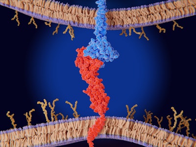 The interaction between PD-L1 (red) on the surface of a cancer cell and the immune checkpoint PD-1 (blue) on a T-cell inhibits T-cell killing of tumor cells.