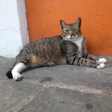 This is a photo of a cat outside a house in Puerto Rico.