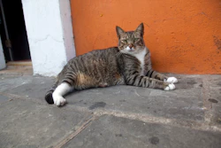 This is a photo of a cat outside a house in Puerto Rico.