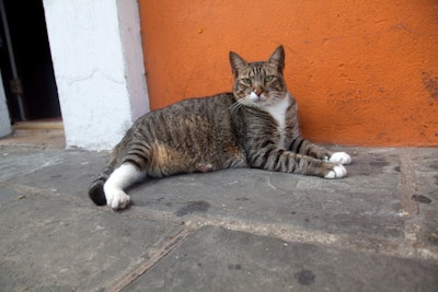 This is a photo of a cat outside a house in Puerto Rico.