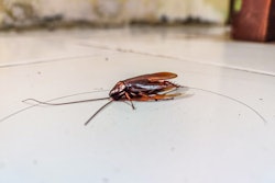This is a photo of a dead cockroach on the floor of what looks like a low income home,.
