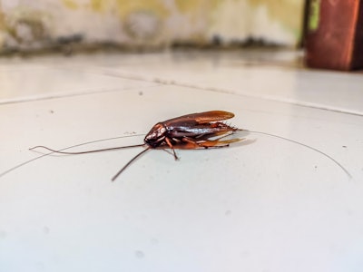 This is a photo of a dead cockroach on the floor of what looks like a low income home,.