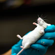 This is a photo of a lab technician's hand holding a white mouse.