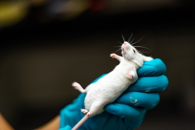 This is a photo of a lab technician's hand holding a white mouse.