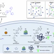 Schematic detailing the design strategy for the histochemical activity-based sensing of labile Cu(I) pools.