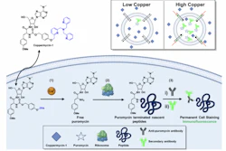 Schematic detailing the design strategy for the histochemical activity-based sensing of labile Cu(I) pools.