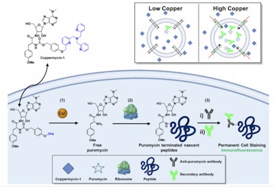 Schematic detailing the design strategy for the histochemical activity-based sensing of labile Cu(I) pools.