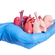 handful of miniature anatomical replicas of human organs isolated on a white background