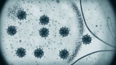 Multiplied coronavirus cells seen through microscope.