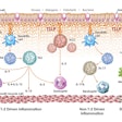 Thymic Stromal Lymphopoietin (TSLP) is a cytokine that is a key driver of the inflammatory response in major allergic and inflammatory diseases, such as COPD, where disruption of TSLP signaling has been clinically validated as an effective therapeutic strategy.