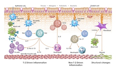 Thymic Stromal Lymphopoietin (TSLP) is a cytokine that is a key driver of the inflammatory response in major allergic and inflammatory diseases, such as COPD, where disruption of TSLP signaling has been clinically validated as an effective therapeutic strategy.