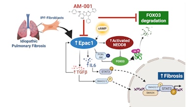AM-001 blocks a key protein (Epac1), which helps protect another protein (FoxO3a) from being broken down. It also shuts down several harmful signals that drive lung scarring in idiopathic pulmonary fibrosis, helping to reduce lung damage.