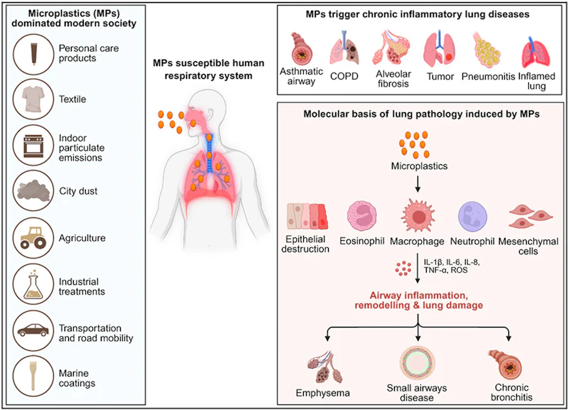 Microplastics Exacerbate Respiratory Inflammation Understanding the Impact of PET Microplastics