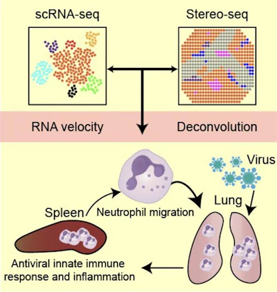 Integrating single-cell RNA velocity, transcriptomic profiling and spatial deconvolution were used to demonstrate that the massive neutrophil infiltration in the lung during SARS-CoV-2 infection was primarily originated from the spleen, and spleen served as an important organ for neutrophil proliferation during pulmonary viral infection.