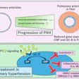 Proposed role of CNP/GC-B signaling in PAH. In PAH, expression of CNP and its receptor GC-B is reduced in the pulmonary vasculature. Endothelial cell-specific CNP or GC-B knockout mice, but not smooth muscle cell-specific GC-B knockout mice, showed more severe PH in mice. Administration of CNP activates endothelial GC-B signaling, which suppresses endothelin-1, inflammatory cytokines and SMAD imbalance, thereby attenuating pulmonary vascular remodeling and disease progression.
