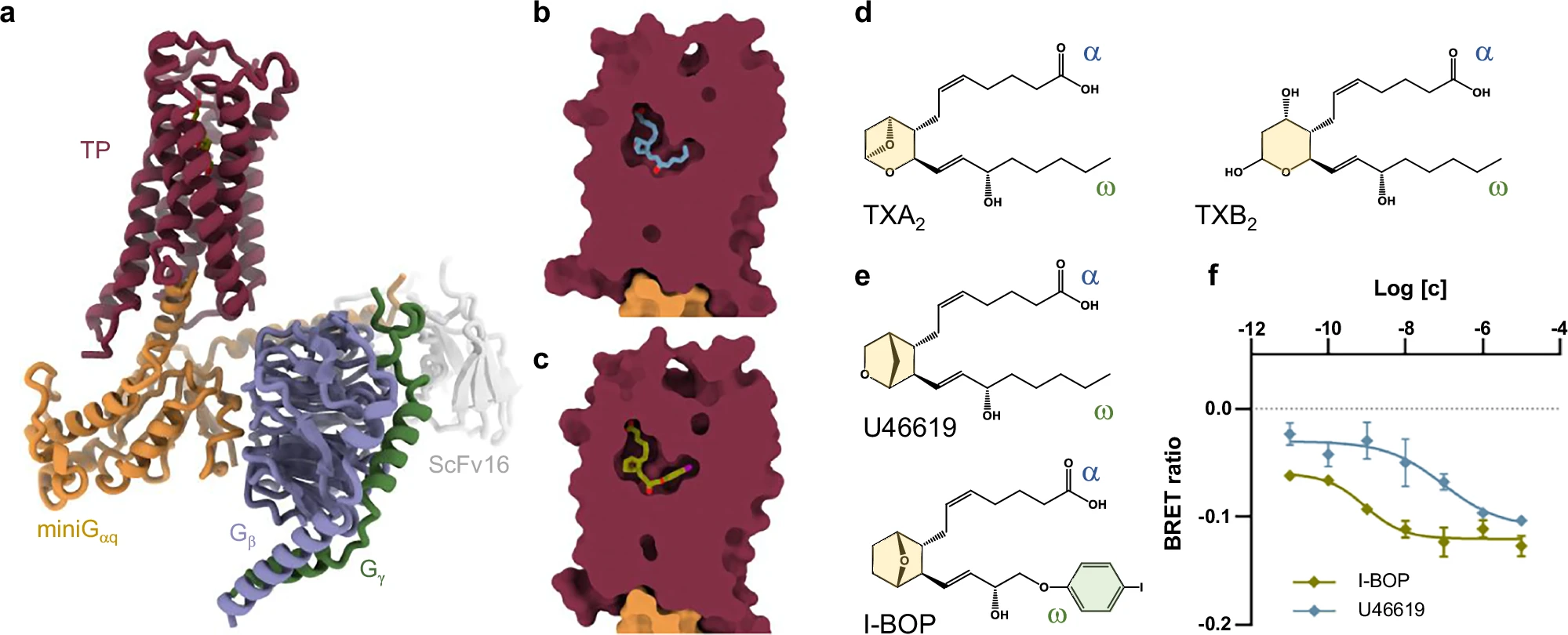 Figure 1: Active state structures and functional characterization of the thromboxane A2 receptor (TP).*