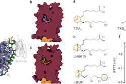 Figure 1: Active state structures and functional characterization of the thromboxane A2 receptor (TP).*