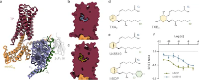 Figure 1: Active state structures and functional characterization of the thromboxane A2 receptor (TP).*