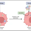 Heavy Metals Chemotherapry Web