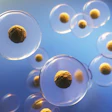 Stem Cell Therapy