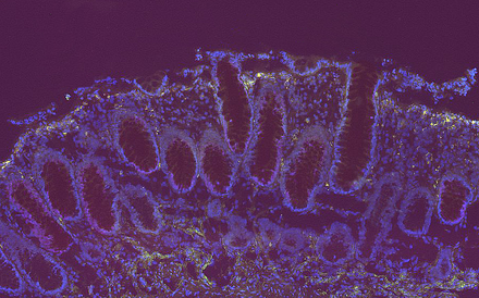 Fluorescent microscopy image showing purple and blue stained tissue structures with cellular organization patterns