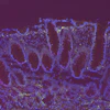 Fluorescent microscopy image showing purple and blue stained tissue structures with cellular organization patterns