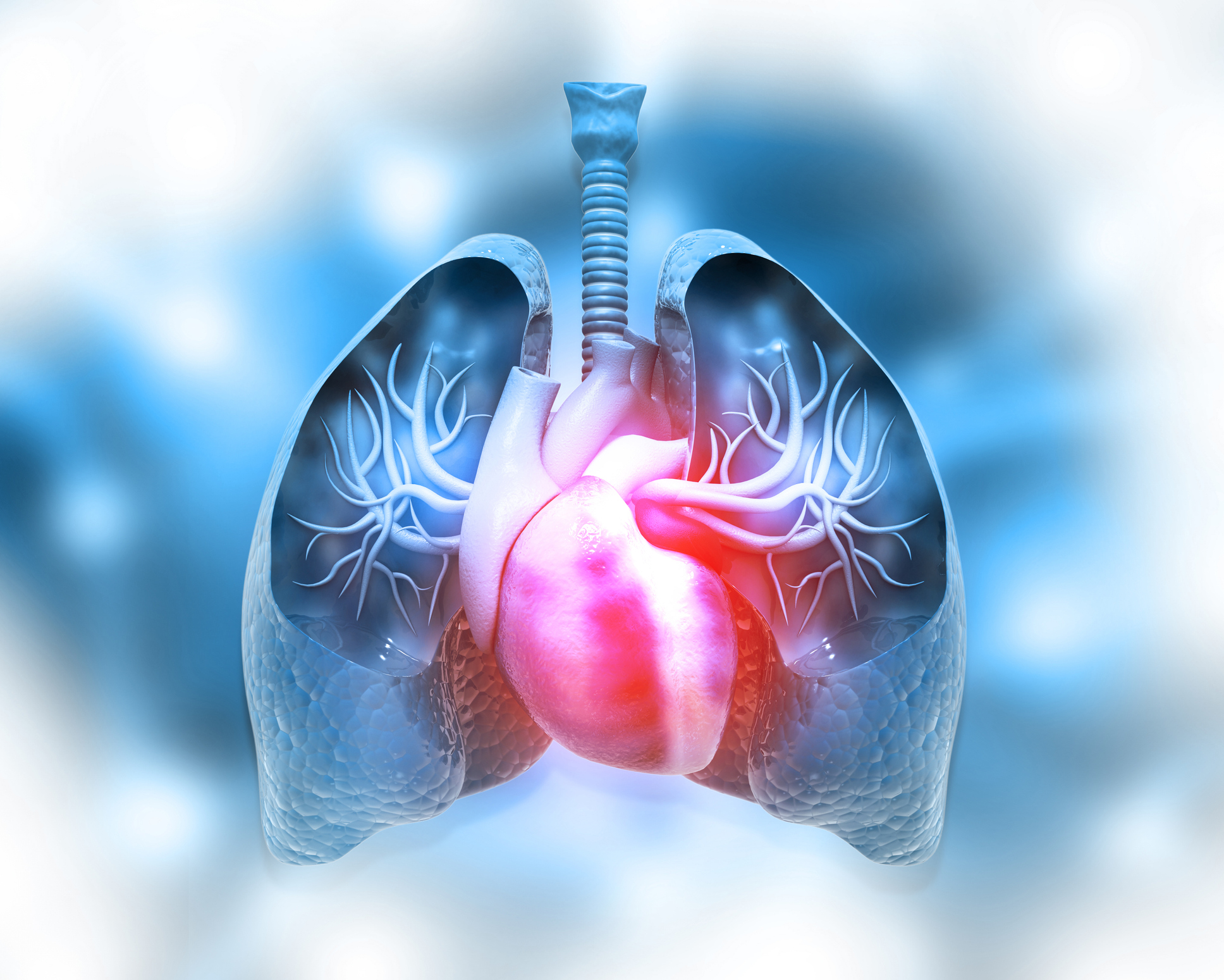 3D medical illustration of human lungs and heart with pulmonary blood vessels highlighted in red against blue respiratory anatomy