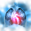 3D medical illustration of human lungs and heart with pulmonary blood vessels highlighted in red against blue respiratory anatomy