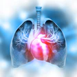 3D medical illustration of human lungs and heart with pulmonary blood vessels highlighted in red against blue respiratory anatomy
