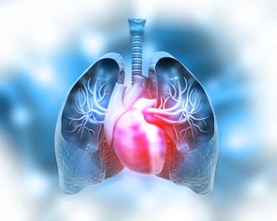 3D medical illustration of human lungs and heart with pulmonary blood vessels highlighted in red against blue respiratory anatomy