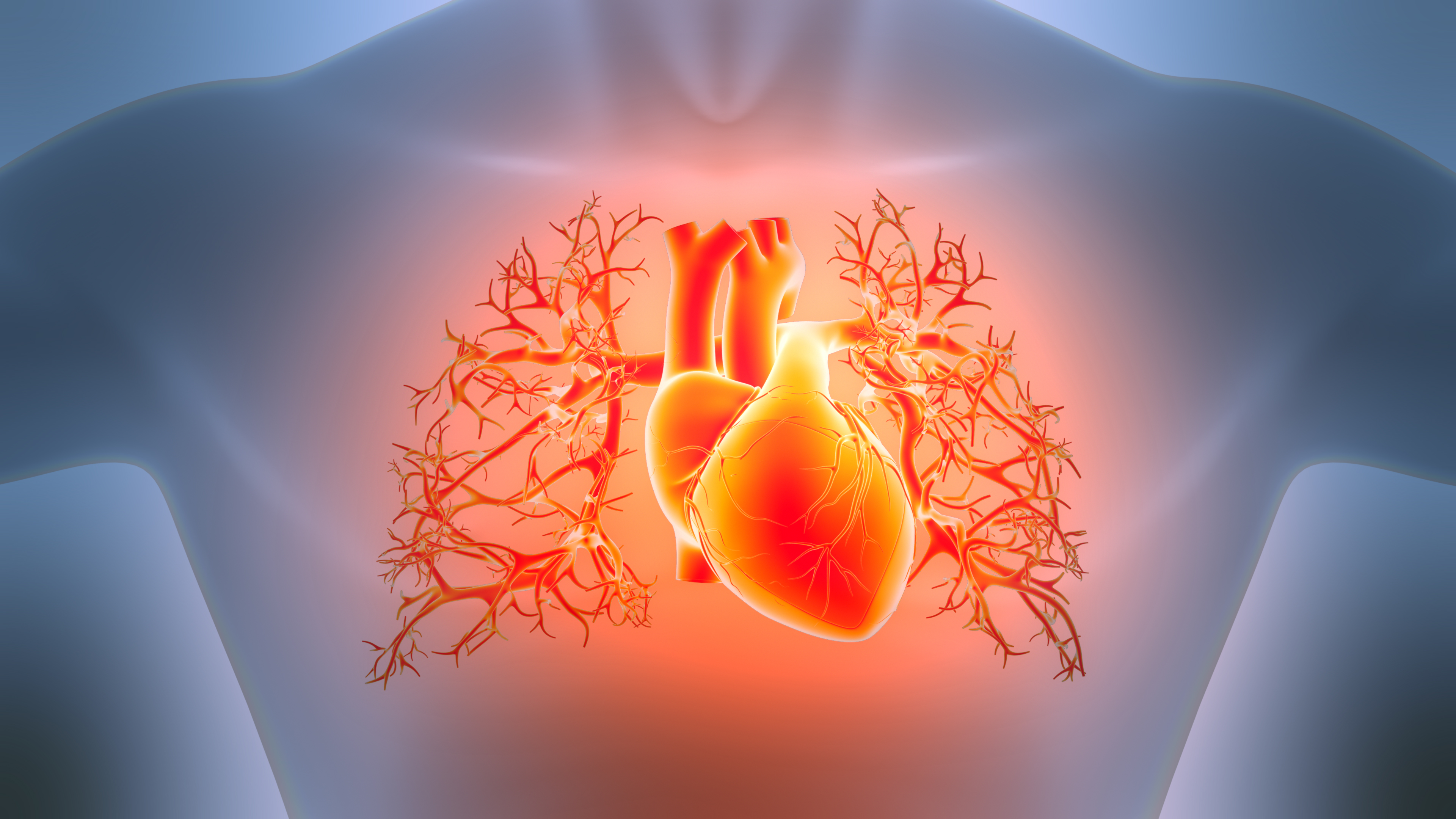 Glowing red heart with branching blood vessels and coronary arteries illustrated on transparent human torso