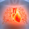 Glowing red heart with branching blood vessels and coronary arteries illustrated on transparent human torso